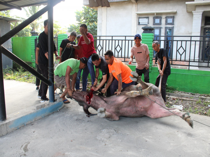 Pj. Bupati Kampar Hadiri Pemotongan Hewan Qurban dan Penyantunan Anak Yatim di DPMPTSP Kabupaten Kampar